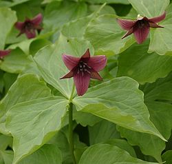 Trillium erectum