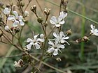 Gypsophila fastigiata