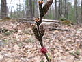 Hannblomster øverst og røde hunnblomster under