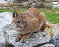 Puma concolor