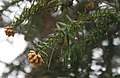 Spießtanne (Cunninghamia lanceolata)