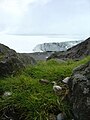 Trsy metlice Deschampsia antarctica