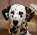 Imagem:Dalmatian b 01.jpg