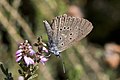 Lungenenzian-Ameisenbläuling (Glaucopsyche alcon)