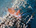 Godive orange Dondice banyulensis