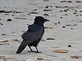 Corvus corone