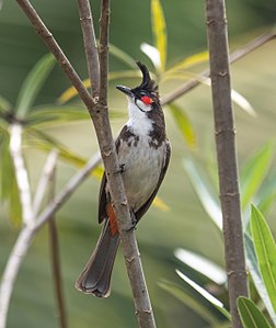 Un bulbul orphée, passereau de l'écozone indomalaise. (définition réelle 2 148 × 2 551)