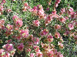 Salsola oppositifolia