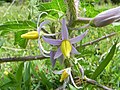 Solanum palinacanthum