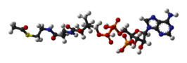 Acetyl-CoA