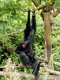 Ateles paniscus Aguazu sach'a-sach'a, Brasil