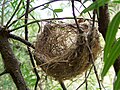 Nid en forme de panier, le plus fréquent