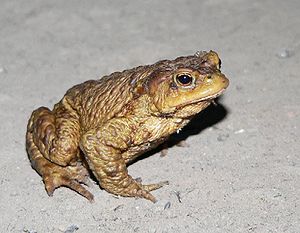 유럽두꺼비(Bufo bufo)