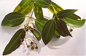 Blade af Ceylon-Kanel (Cinnamomum verum).