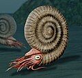 Image 41Reconstruction of an ammonite, a highly successful early cephalopod that first appeared in the Devonian (about 400 mya). They became extinct during the same extinction event that killed the land dinosaurs (about 66 mya). (from Marine invertebrates)