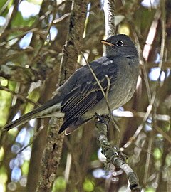 Description de l'image Elaenia strepera 201366841.jpg.