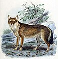 Falklandfuchs aus St. George Mivart: Dogs, Jackals, Wolves, and Foxes, 1890