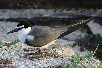 Polynesiaterne (O. lunatus) – monotypisk