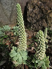 ロゼットの中央の軸部分が円錐状の花茎になり、花序の下方から咲きだす。