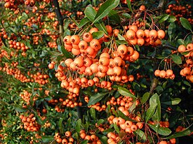 Välimerentulimarjan (Pyracantha coccinea) marjoja.