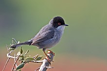 Svarthovudsongar, Curruca melanocephala Foto: Andreas Trepte