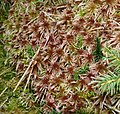 Sphagnum quinquefarium