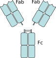 An antibody digested by papain yields three fragments: two Fab fragments and one Fc fragment