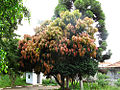 Houppier de Carapa guianensis à São Paulo (Brésil)