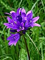 Campanula glomerata