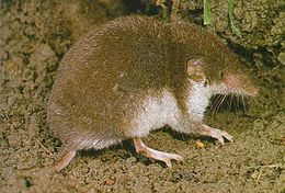 Mezei cickány (Crocidura leucodon)