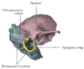 Temporal bone at birth. Outer aspect.