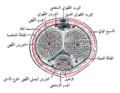 مقطع للقضيب يظهر الأوعية الدموية.