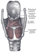 Posterior view of the muscles of the larynx