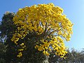 Tabebuia sp.