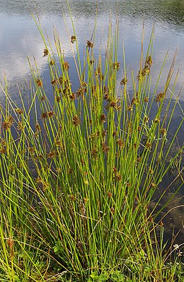 Juncus effusus