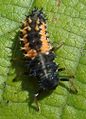 Ordnung:Käfer Familie:Marienkäfer Art:Harmonia axyridis Geschlecht:Fehlt noch