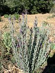 Lavandula stoechas