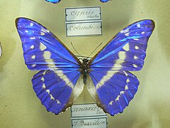 塞浦路斯閃蝶 Morpho cypris