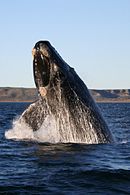 Baleine franche australe (Eubalaena australis)