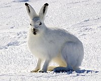 Polarhare