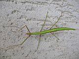 Female stick insect