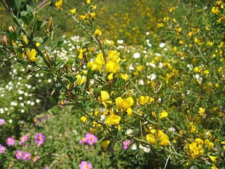 Ginestra spinosa