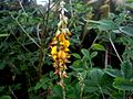 Crotalaria juncea