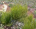 Ephedra viridis