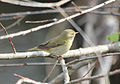 Phylloscopus collybita (Luì piccolo) a Roma, Parco della Caffarella (Parco Regionale dell'Appia Antica).