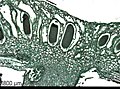 میکروگراف مقطعی سر آنتریدیال Marchantia sp. که آنتریدیای حاوی بافت اسپرماتوژن را نشان می‌دهد.