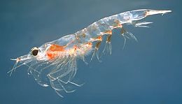 Északi krill (Meganyctiphanes norvegica)