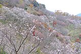 桜山公園（群馬県藤岡市）