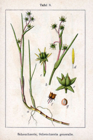 Scheuchzeria palustris Fra Deutschlands Flora in Abbildungen Maleri: Jacob Sturm, 1796