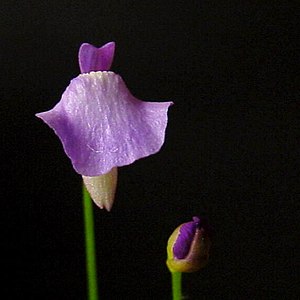 Utricularia lateriflora